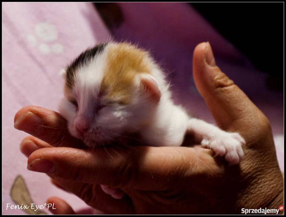 Turecki VAn Turkish VAn koty pływające małopolskie Kraków