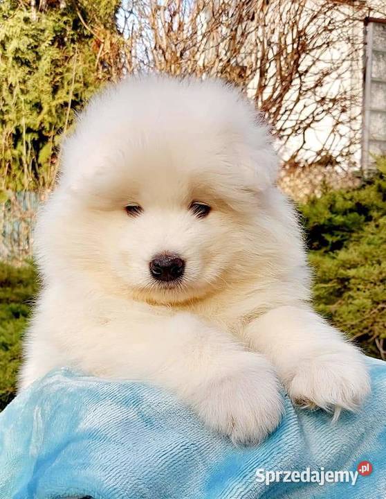 Samoyed piesek odbiór na Święta Bożego