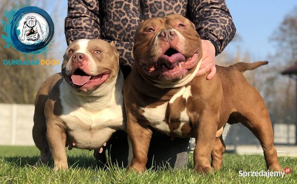American bully piesek ABKC Koło sprzedam