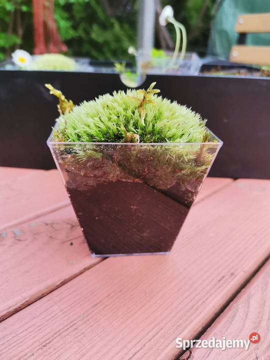 Mech kulki zielone żywemaleńkie Mech dekoracyjny Warszawa