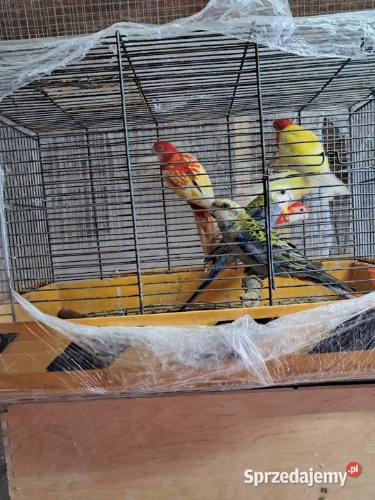 Sprzedam papugi świętokrzyskie Jędrzejów