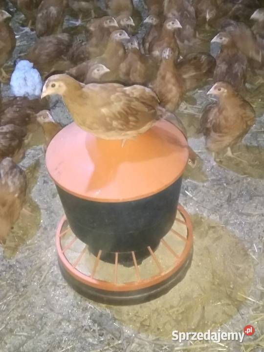 Kurczaki 5tygodni odchow wlasny Kolno