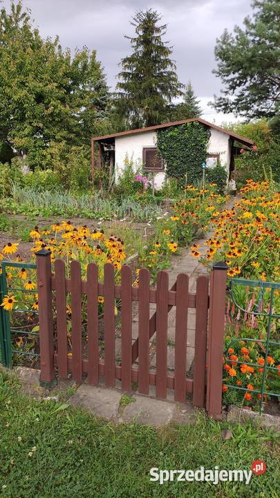 Sprzedam działkę rekreacyjną ROD Maciejka