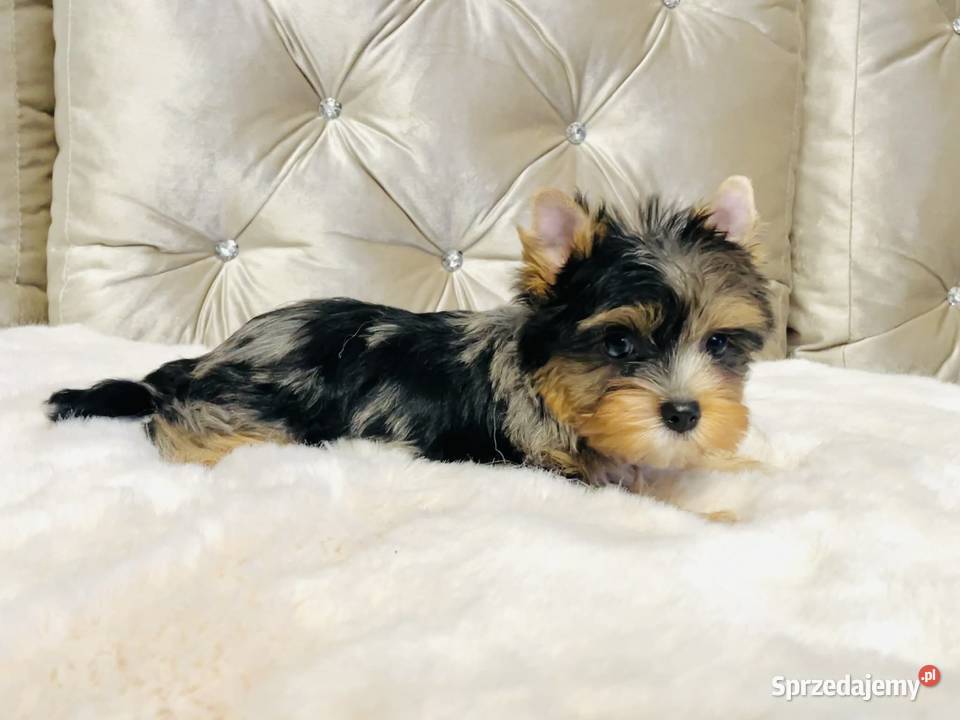 York Tomek z Bajki Marmurkowy kolorowy Cudny Namysłów