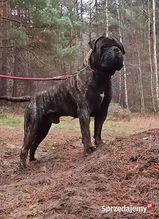 Bullmastiff zapowiedź miotu świętokrzyskie