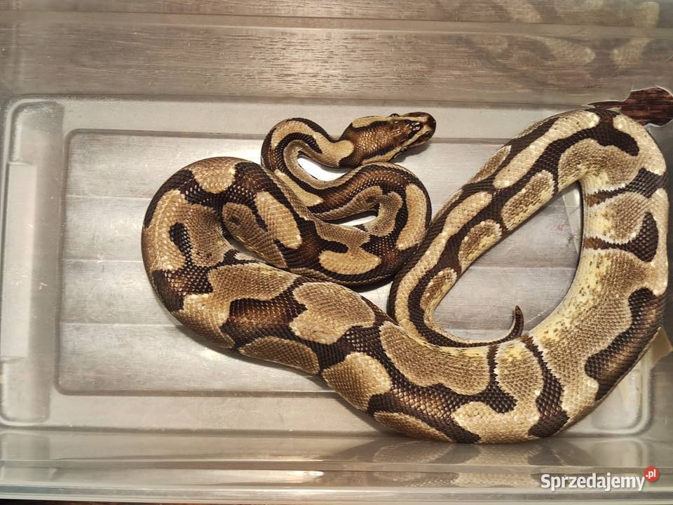 Pyton królewski Samiec Pastel Łódź sprzedam
