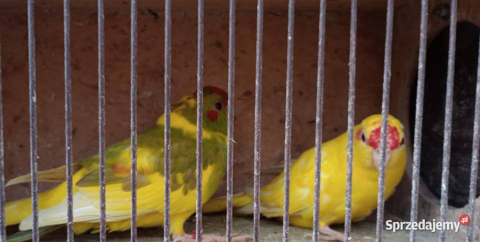 Papugi kozie podkarpackie Rzeszów