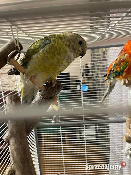 Dwie papugi Świergotki klatka Ptaki