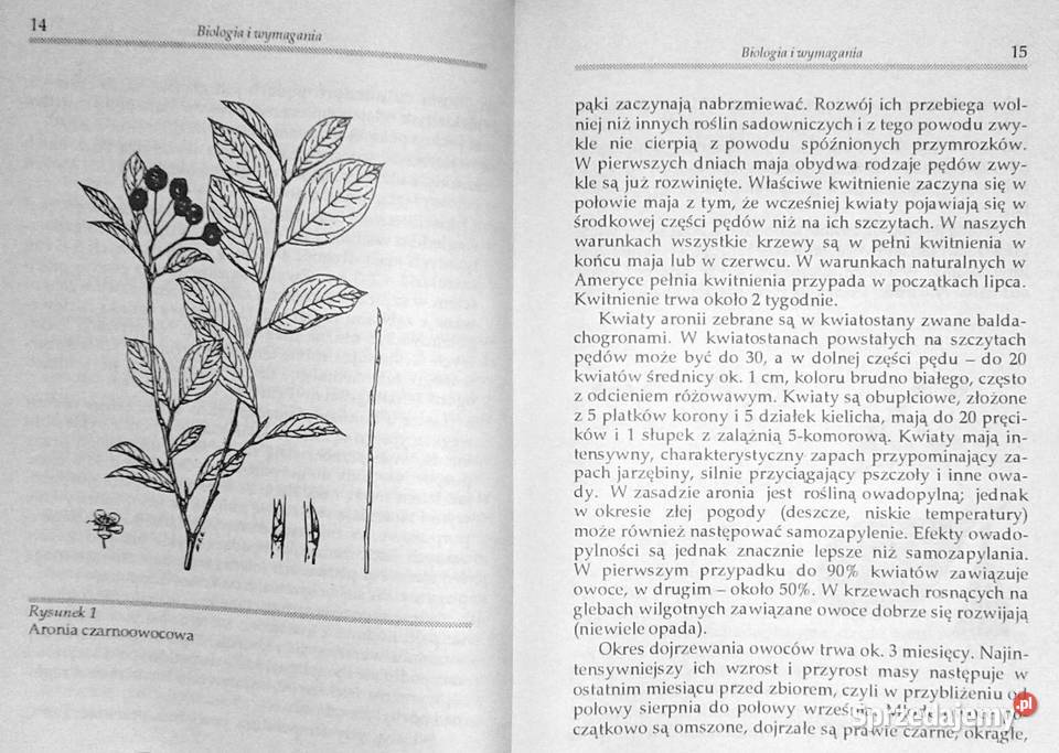 Aronia czarnoowocowa Zbigniew Laurow Rok wydania 1994 Chełm