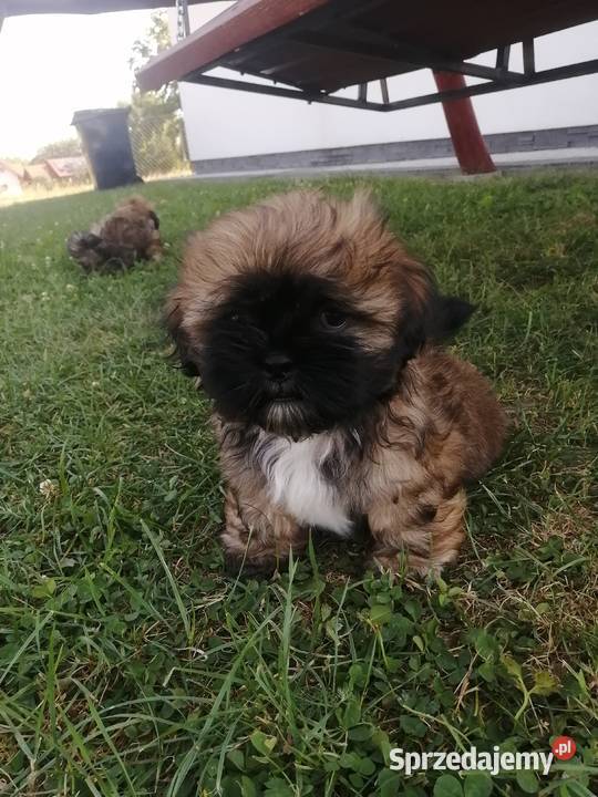 Szczeniaki shihtzu gotowe do odbioru Jodłówka-Wałki