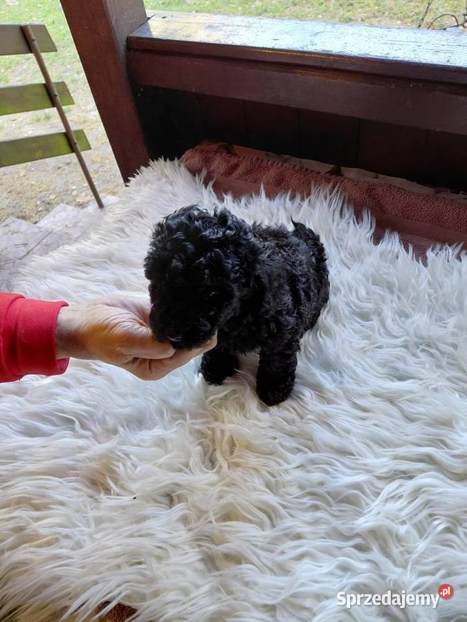 Pudel toy piesek czarny