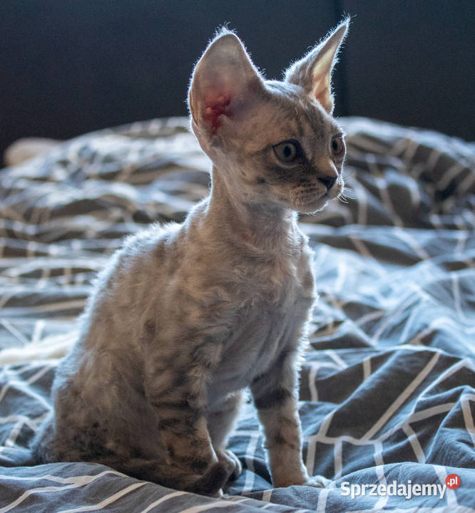 Kotka Devon Rex Queenie niebieska pręgowana FIFe Poznań