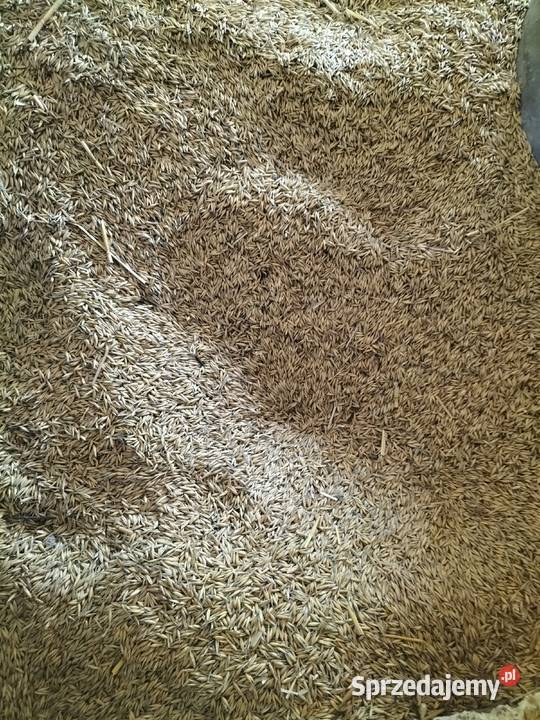 Owies Siedliska sprzedam