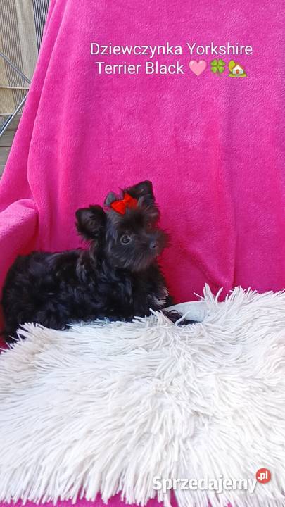 Czarna Yorkshire Terrier Black York