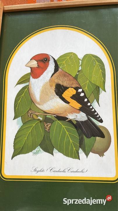 Obrazek z ptaszkiem do powieszenia W ramce Gdańsk