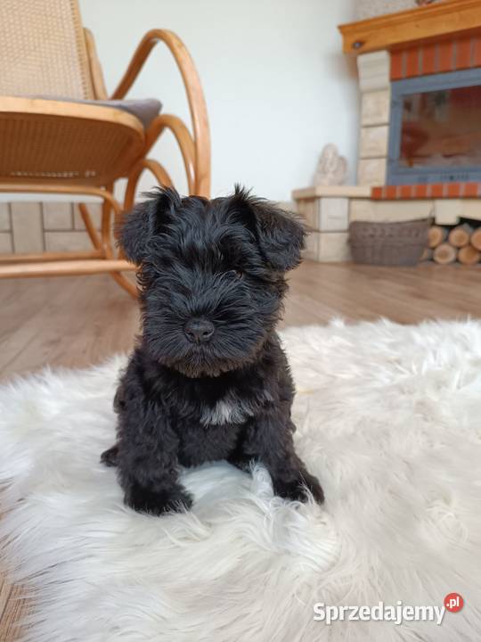 Sznaucer miniaturowy Truskolasy sprzedam
