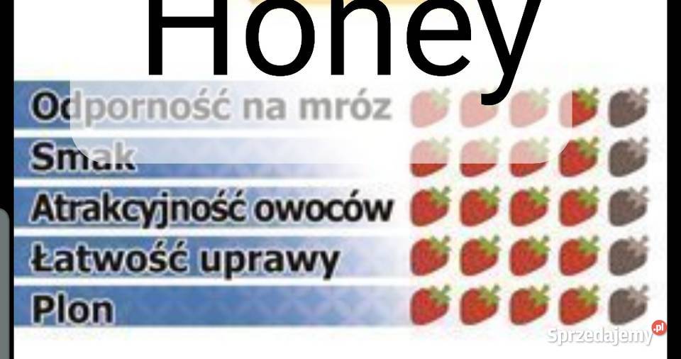 Sadzonki truskawek Lubraniec