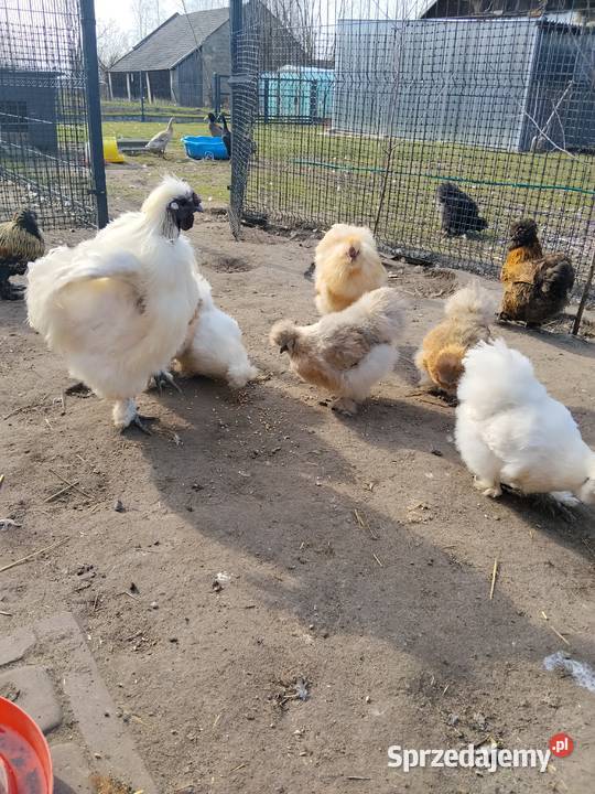 Jaja lęgowe Silka mix kolorów Tarnobrzeg sprzedam