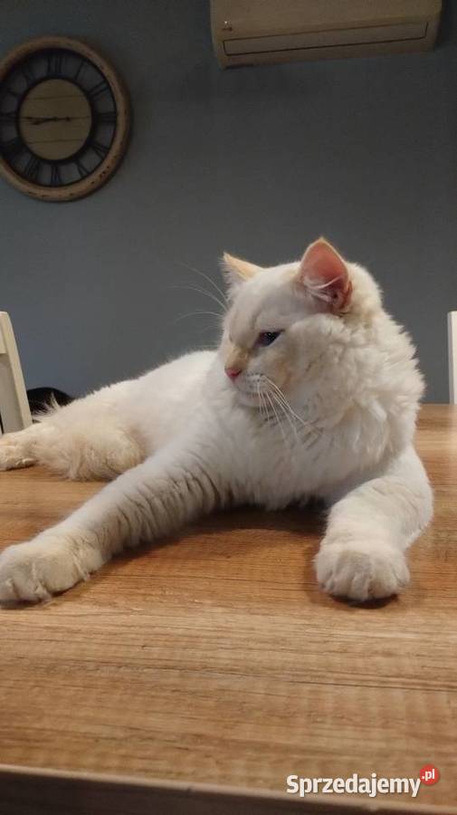 Cheddar chłopiec do hodowli Ragdoll Dolsk