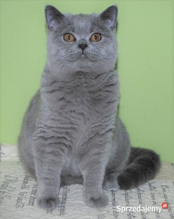 Koteczka brytyjska z rodowodem WCF lubelskie sprzedam