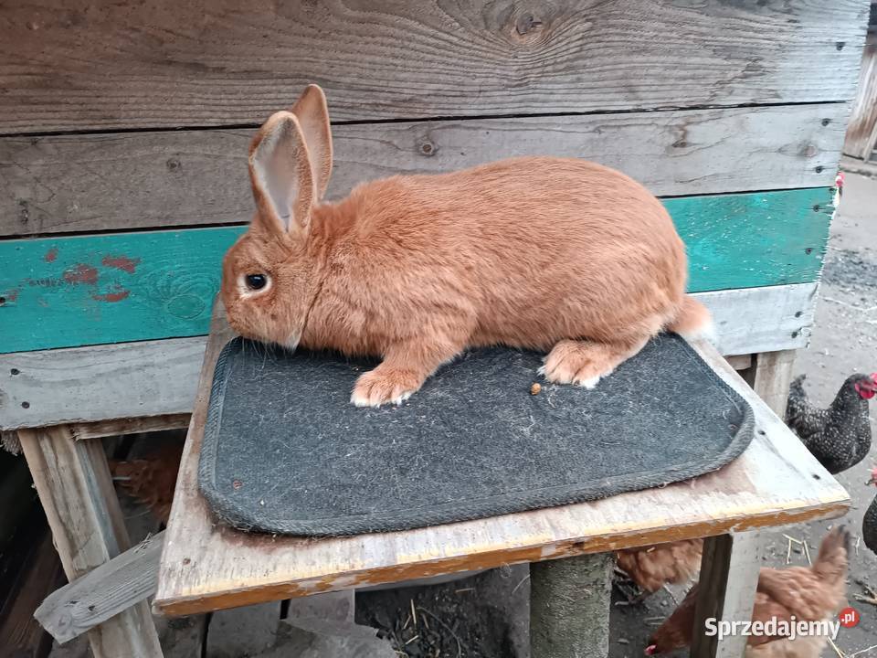 Króliki nowozelandzkie Iłża