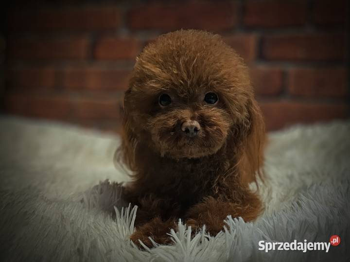 Reproduktor Pudel Toy Red Brown 160 OSPiK Wyszków sprzedam