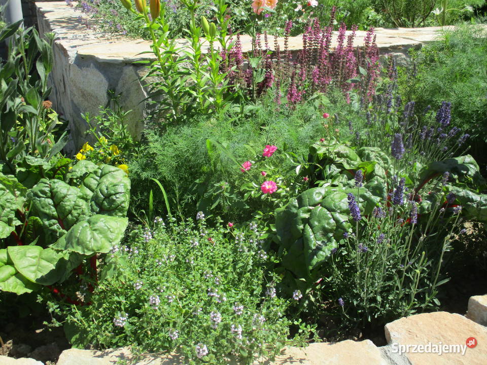 Uroczy dom z dużym ogrodem i 2 garażami Krosna Wynajem Zręcin