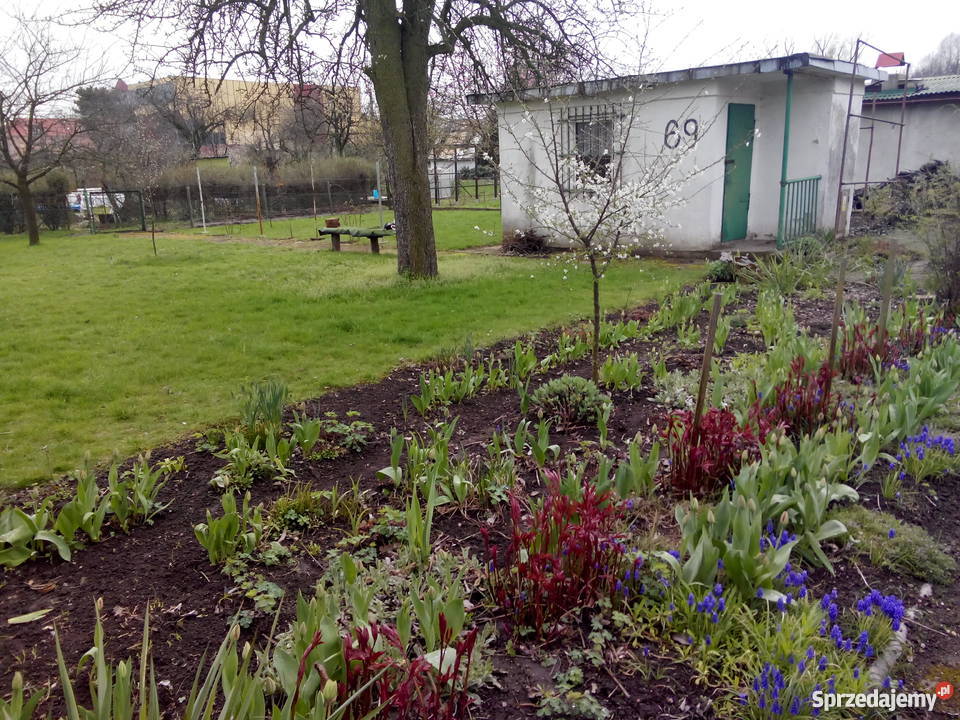 Sprzedam działkę w ROD Magnolia Legnica sprzedam