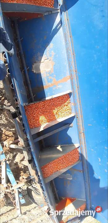 Sprzedam siewnik Fiona pod kukurydzę Sienno