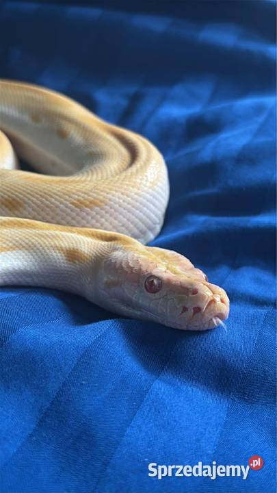 Pyton tygrysi albino green Gady i płazy mazowieckie Warszawa