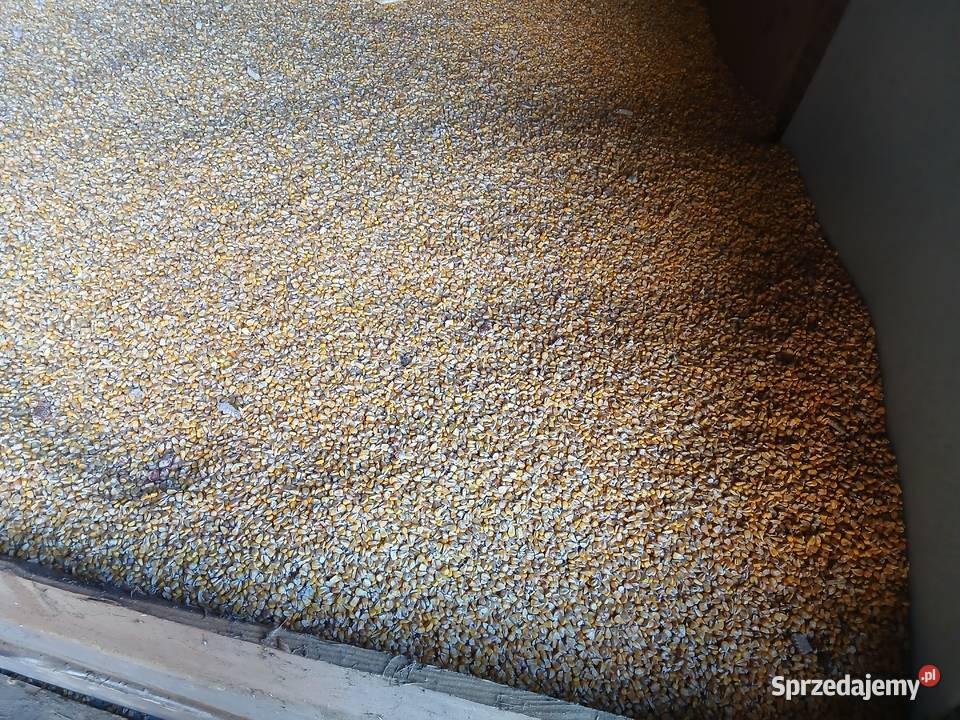 Kukurydza sucha po suszarni