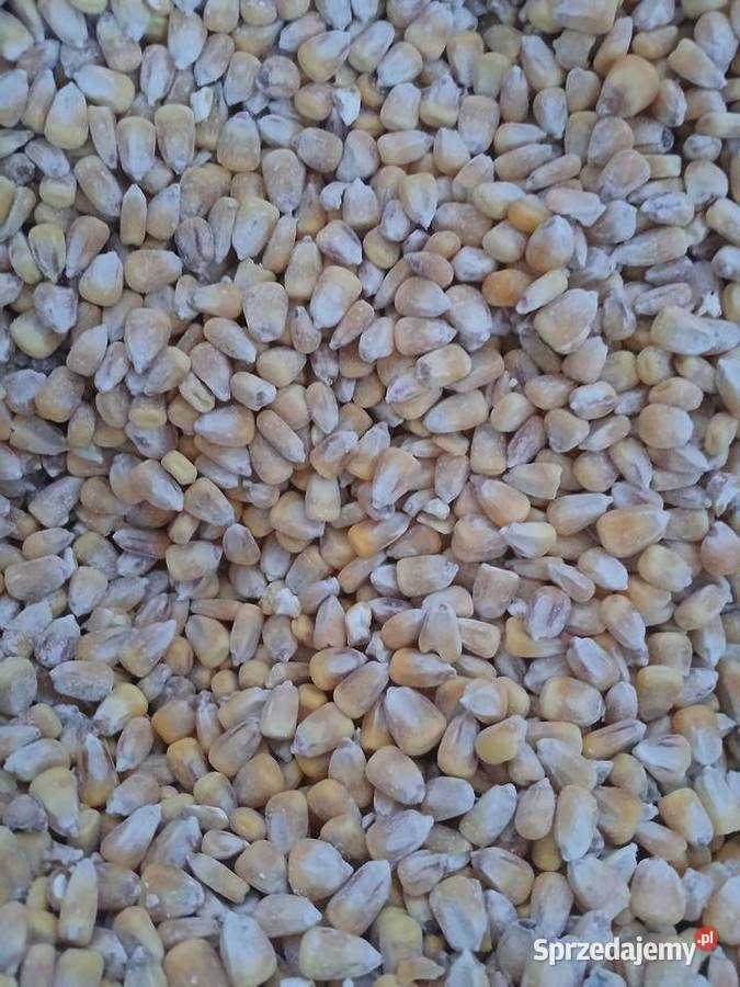 Kukurydza sucha Zboża Szczytniki