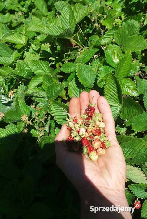 POZIOMKI REGINA RUGIA MIX podkarpackie Jasło sprzedam