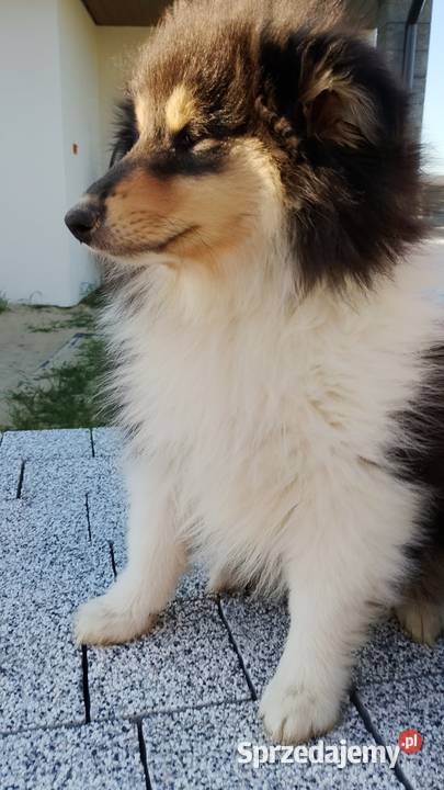 Owczarek szkocki collie ZKwP FCI mazowieckie Warszawa