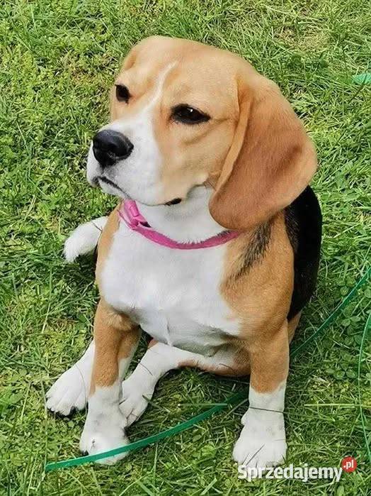 Cudowne szczeniaczki Beagle FCI ZKwP championie