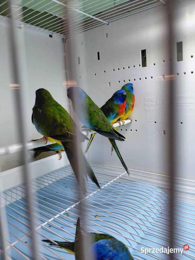 Łąkówki wspaniale wielkopolskie Kalisz