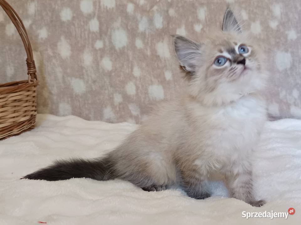 Koty Syberyjskie Neva Masquerade ROMEO sprzedam