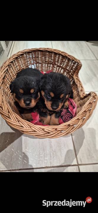 Rottwailer kujawsko-pomorskie Radomin