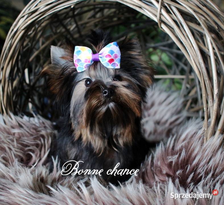 Yorkshire terrier sunia Suwałki