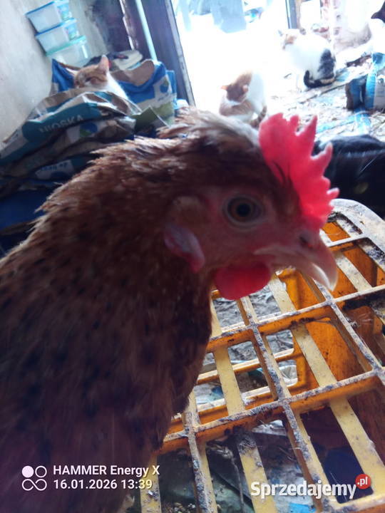 Jajka wiejskie eko kujawsko-pomorskie Dubielno