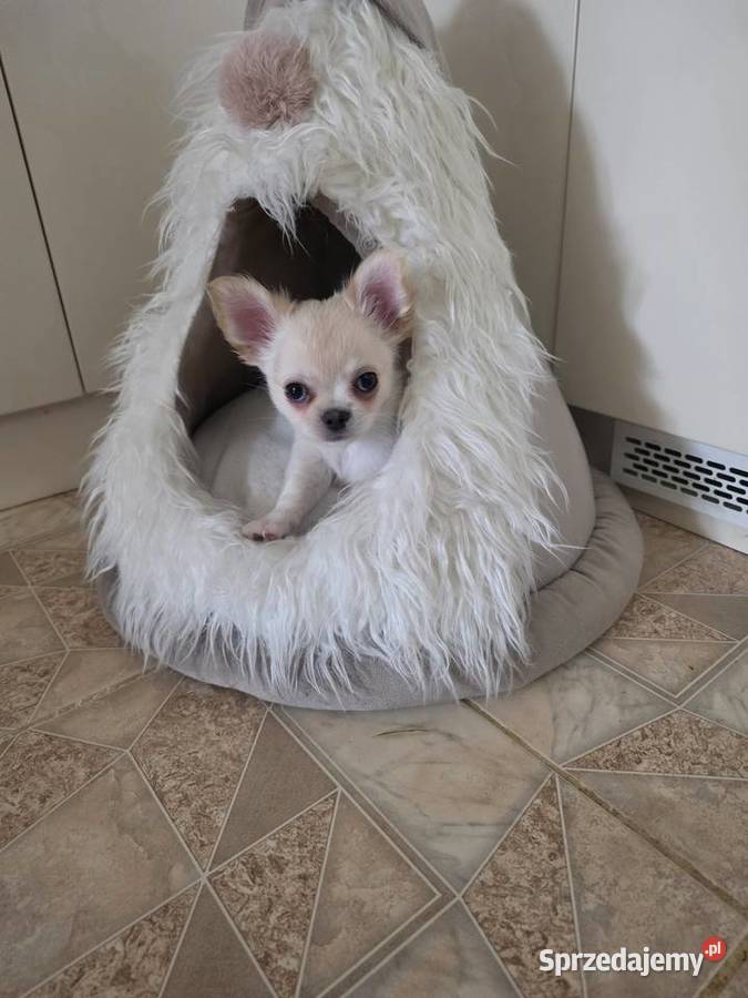 Chihuahua piesek ZKwP CH Chihuahua Łódź