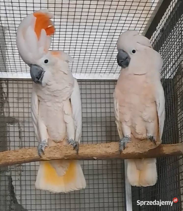 Kakadu moluckie dorosła para Goleniów