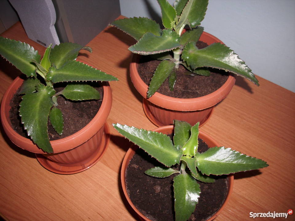 Żyworódka pierzasta duże sadzonki małopolskie Wrząsowice