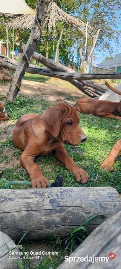 Szkolenie Szczenięta Rhodesian Ridgeback ZKwPFCI Kraków