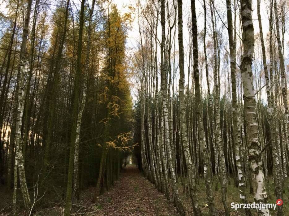 Las ze stawem Annopol Sprzedaż