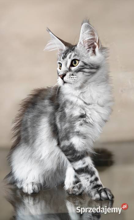 Maine Coon kotka rodowód fpl Olkusz sprzedam