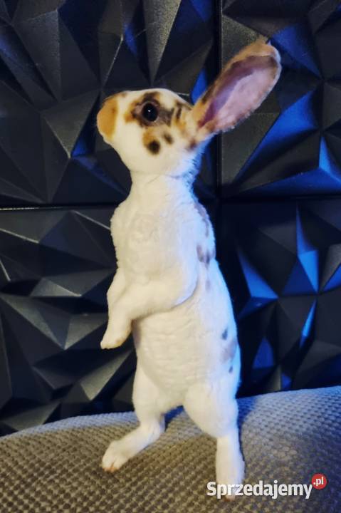 Królik Mini Rex trójbarwny Katowice