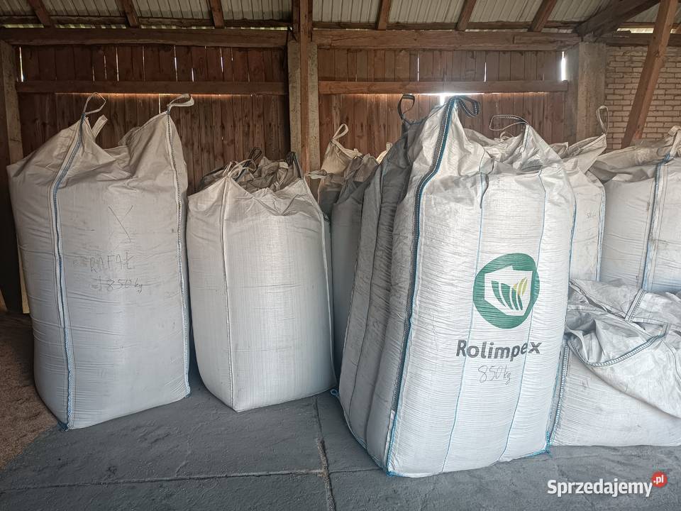 Życica trwałaRajgras Antopol