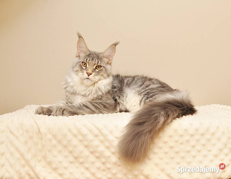Przepiękny niebieski kocurek GOTOWY DO ODBIORU Maine Coon Białystok