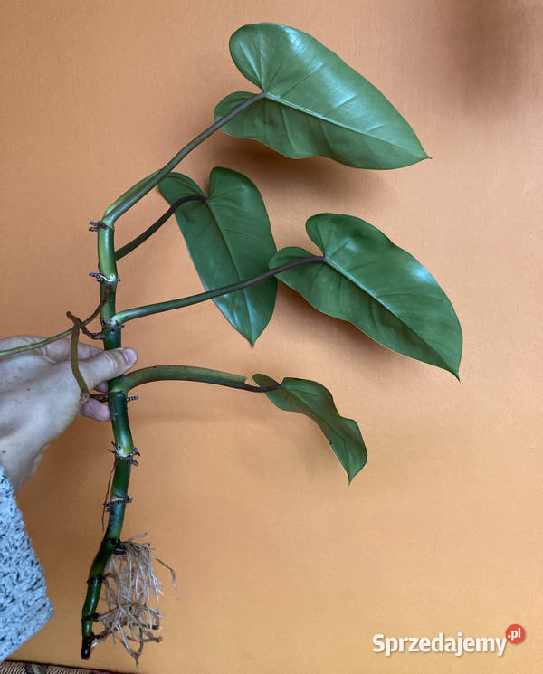 Piękny Philodendron Duke Emerald ukorzeniona Kraków sprzedam